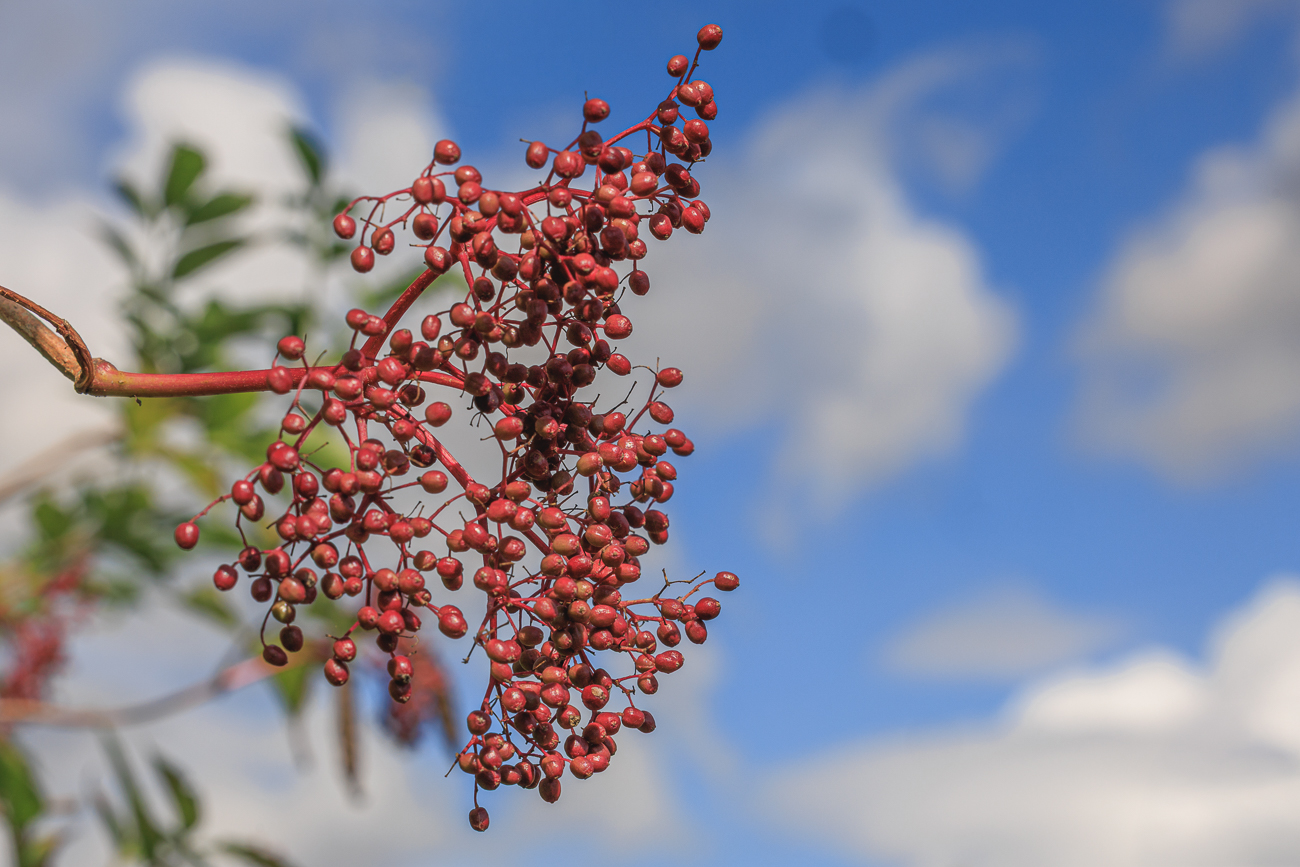 Holunder [Sambucus nigra]