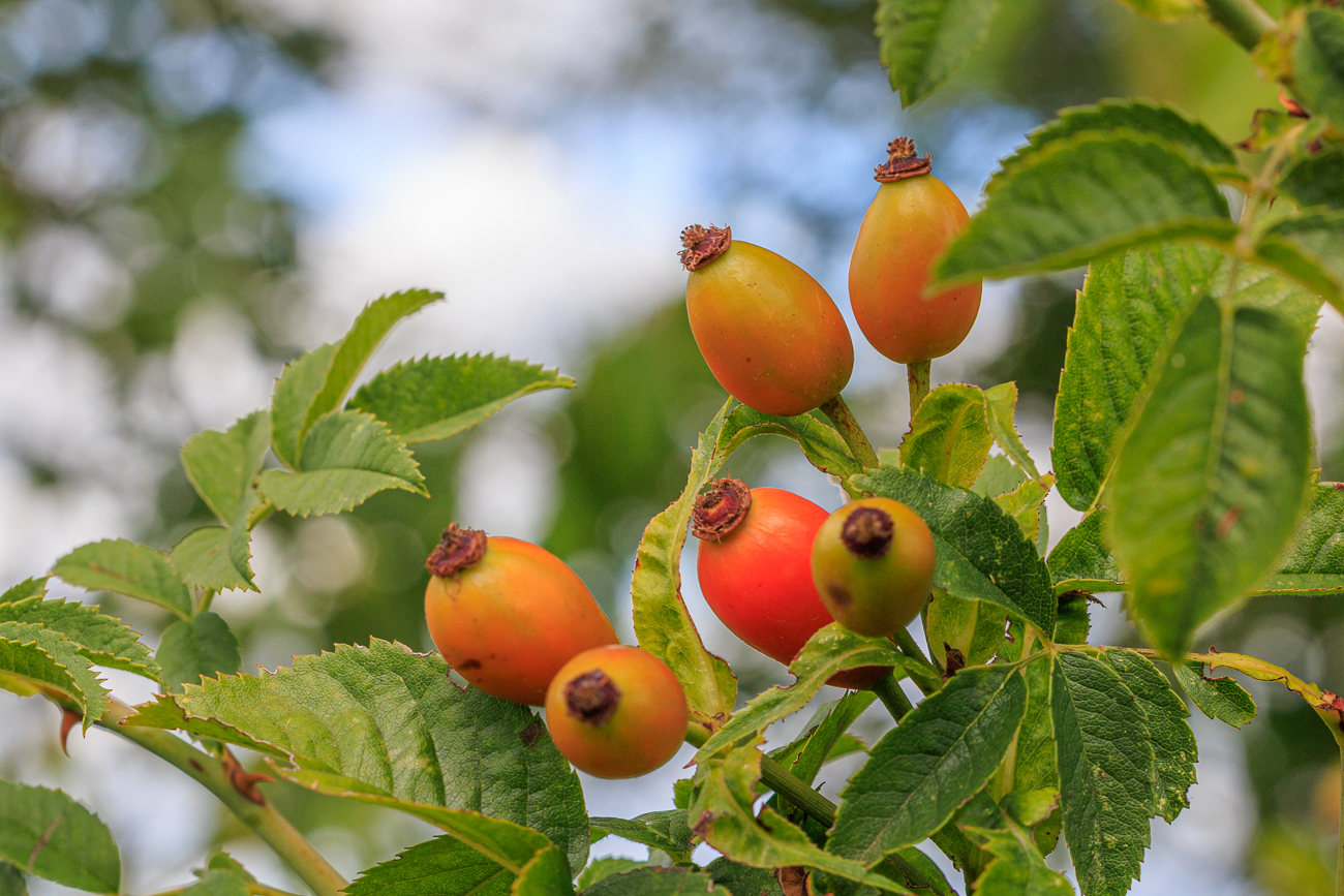 Vermutlich eine Acker Rose [Rosa agrestis]