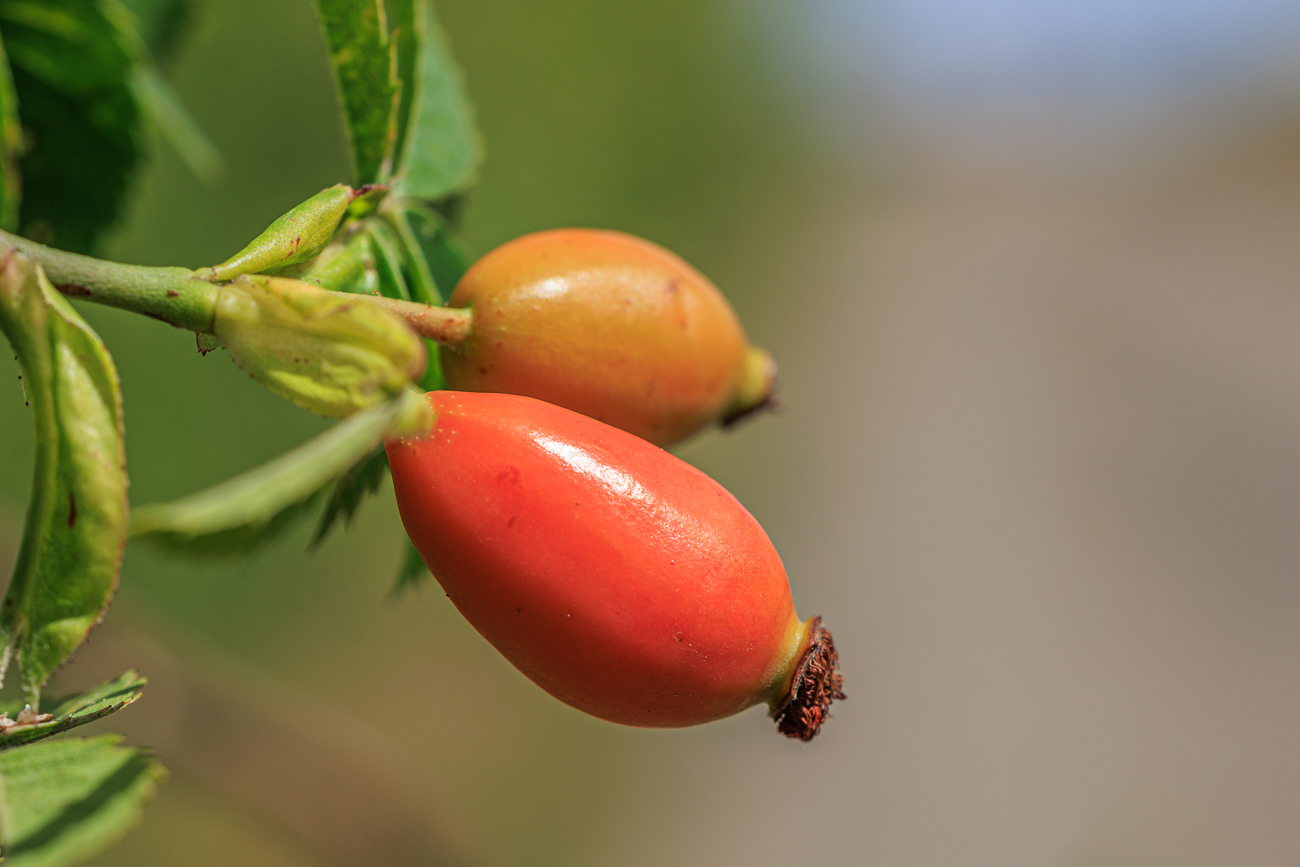Vermutlich eine Acker Rose [Rosa agrestis]