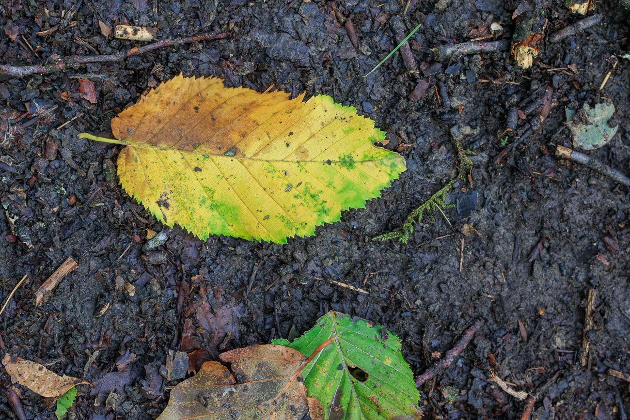 Der Herbst naht