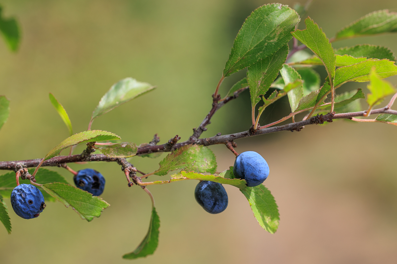 Schlehe [Prunus spinosa]
