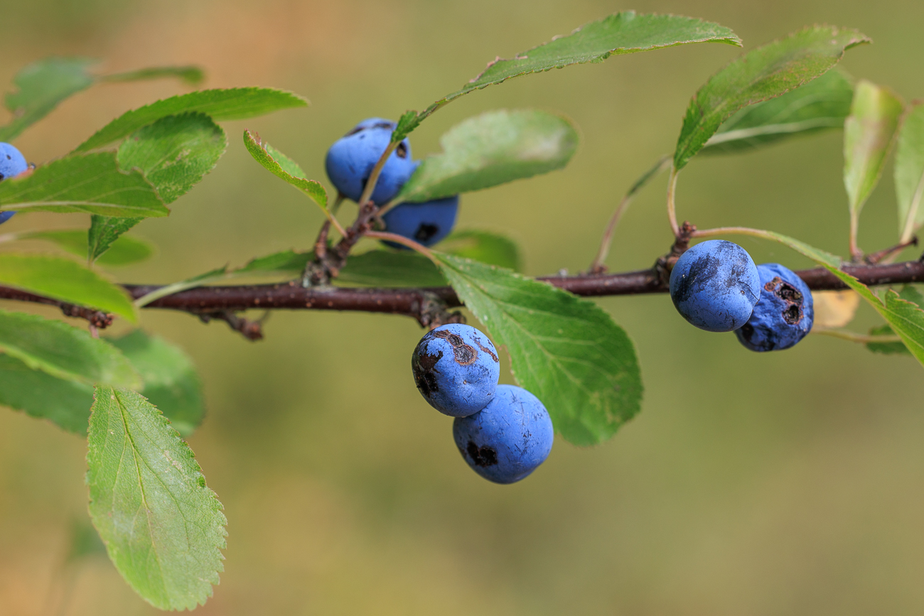 Schlehe [Prunus spinosa]