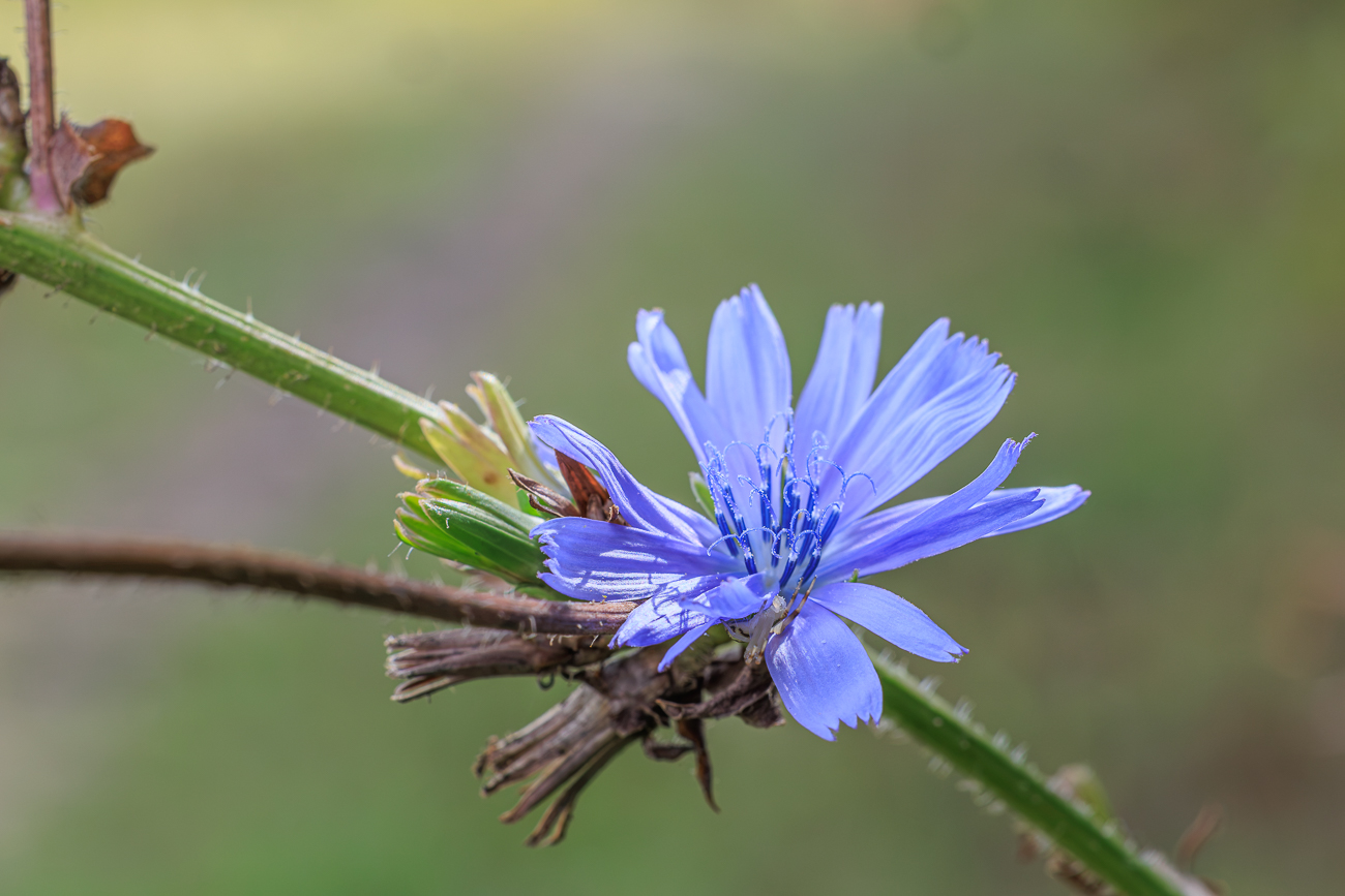 Wegwarte [Cichorium endivia]