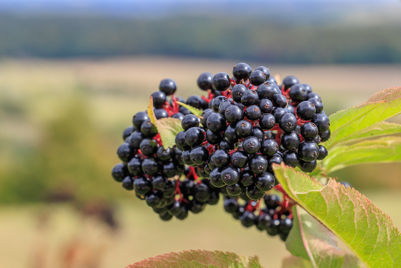Zwerg Holunder [Sambucus ebulus]