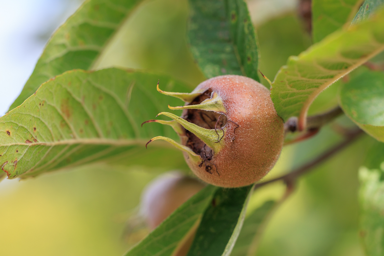 Deutsche Mispel [Crataegus germanica]