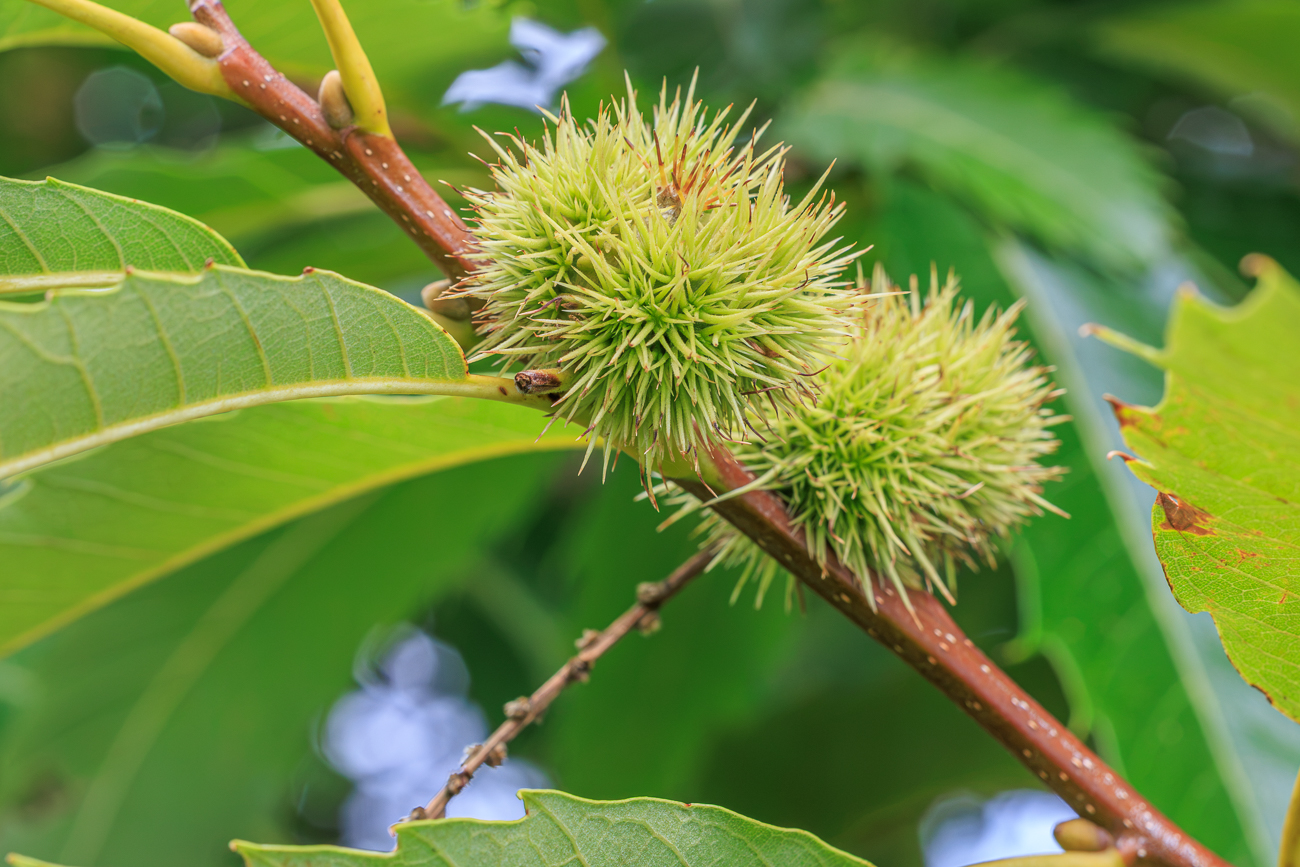 Esskastanie [Castanea sativa]