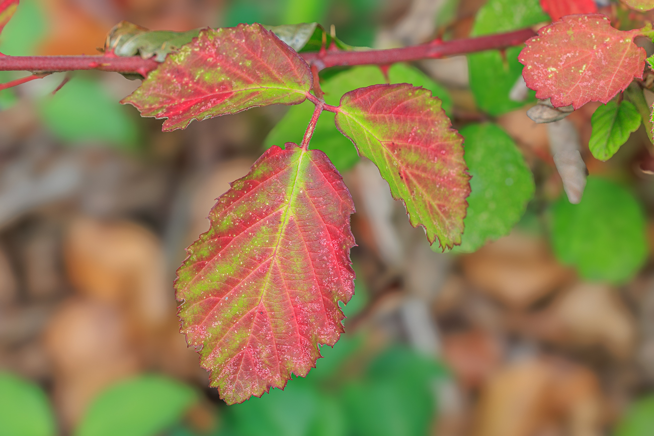 Schlankstachelige Brombeere [Rubus elegantispinosus]