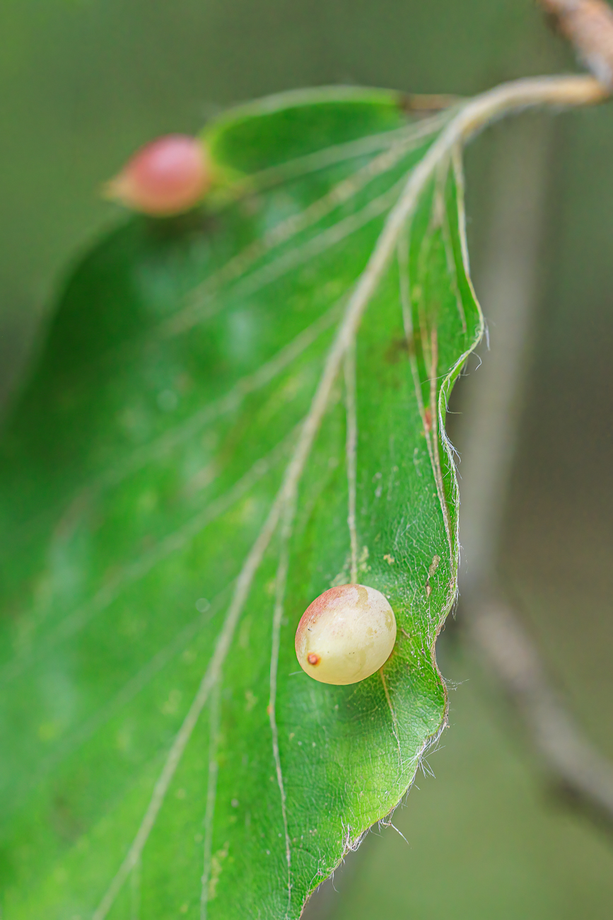 Tropfengalle der Buchengallm&uuml;cke [Mikiola fagi] auf einem Rotbuchenblatt [Fagus sylvatica]