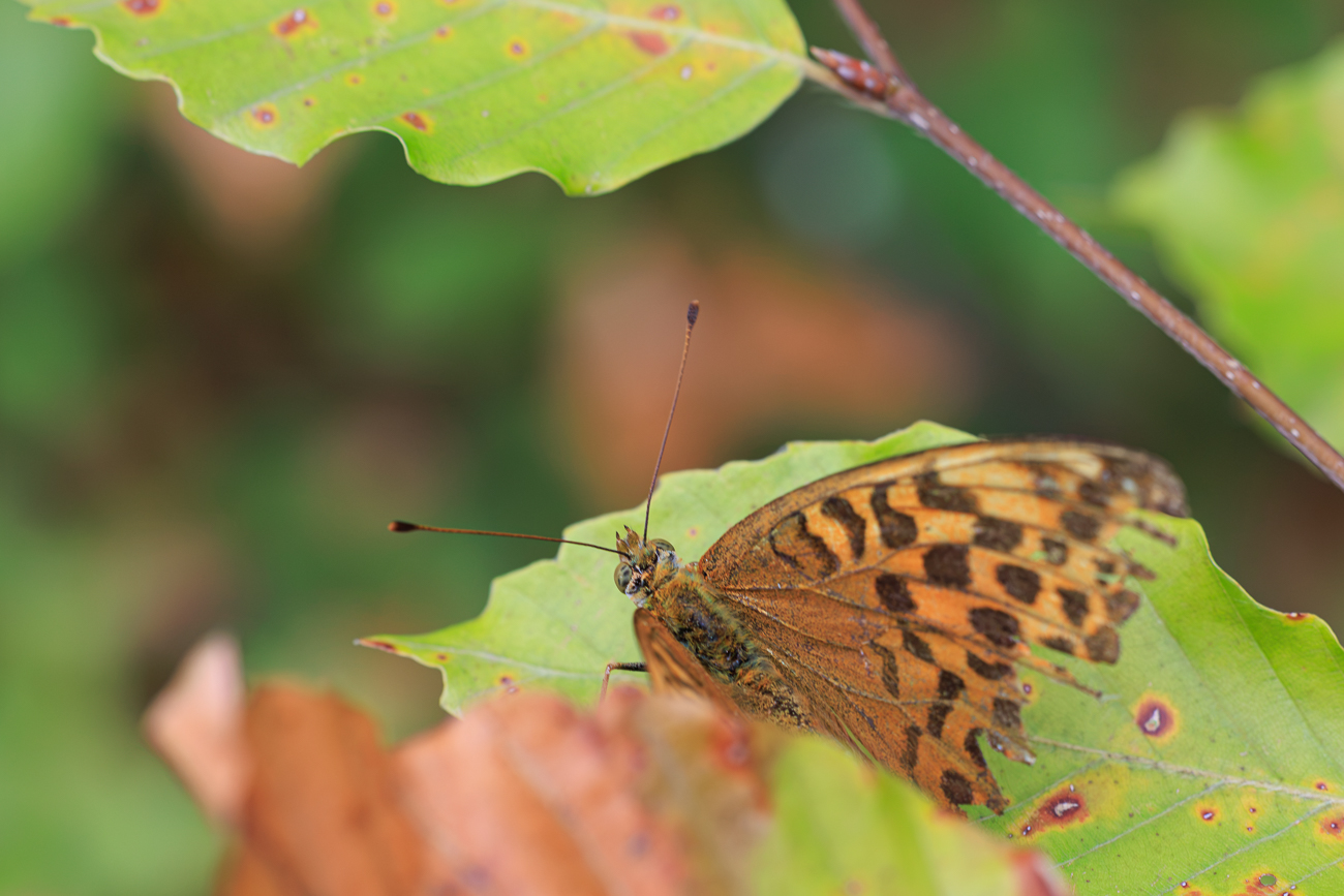 Kaisermantel [Argynnis paphia], ziemlich zerzaust