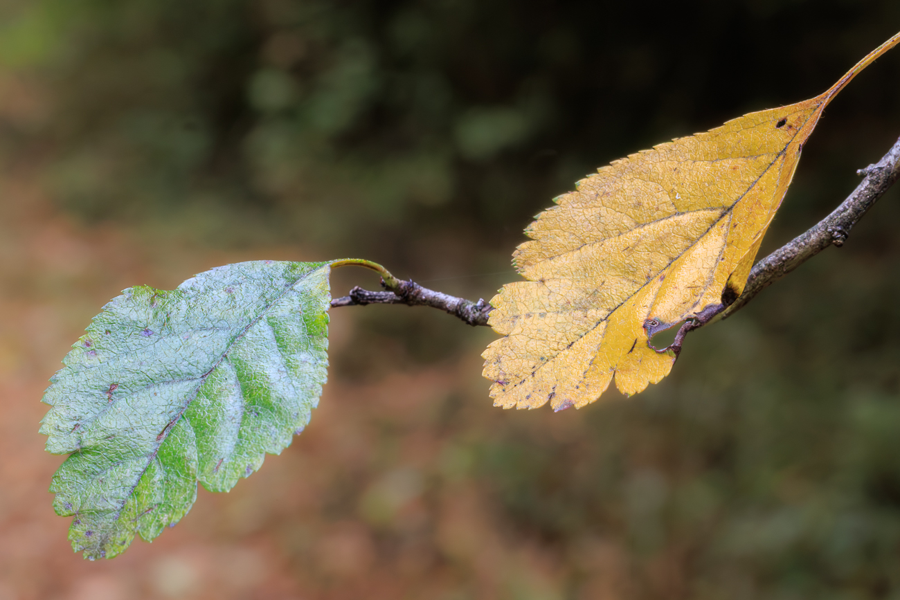 Herbstblätter