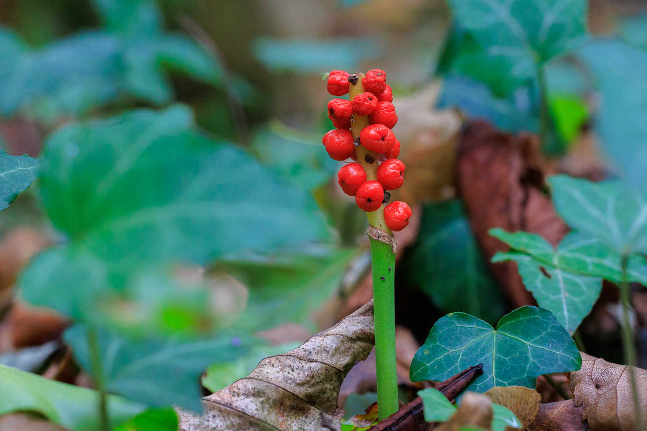 Aronstab [Arum maculatum]