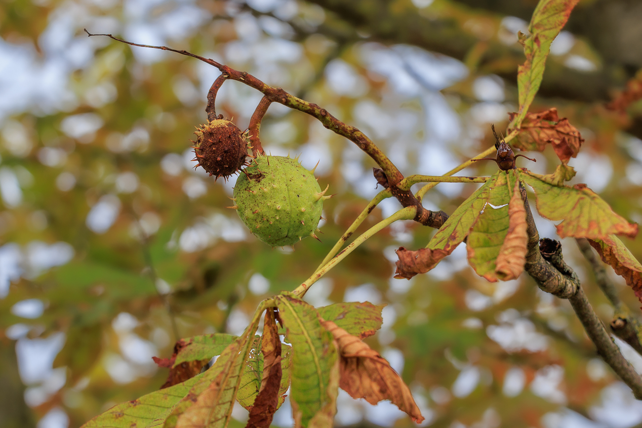 Gew&ouml;hnliche Rosskastanie [Aesculus hippocastanum]