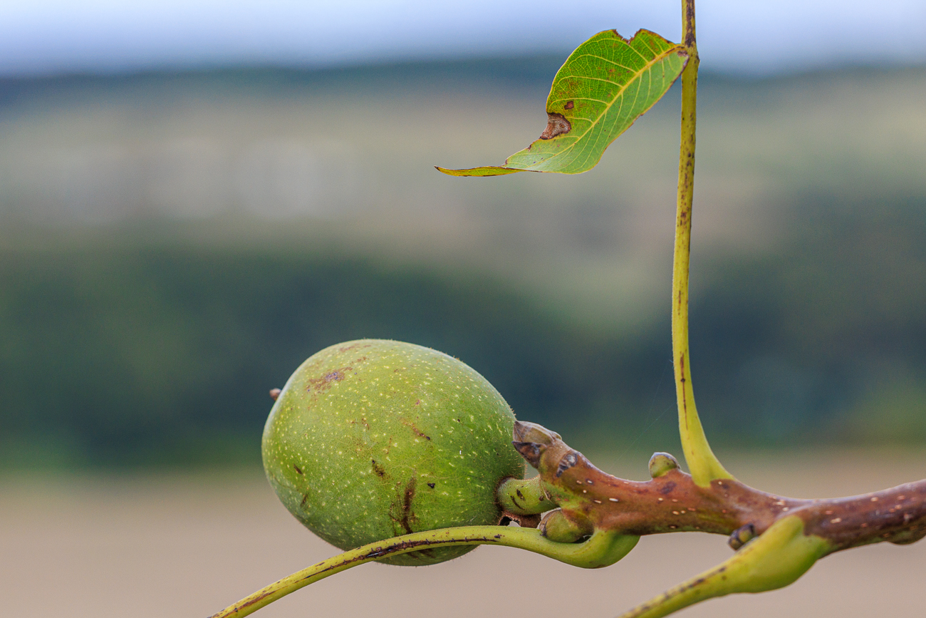 Echte Walnuss [Juglans regia]