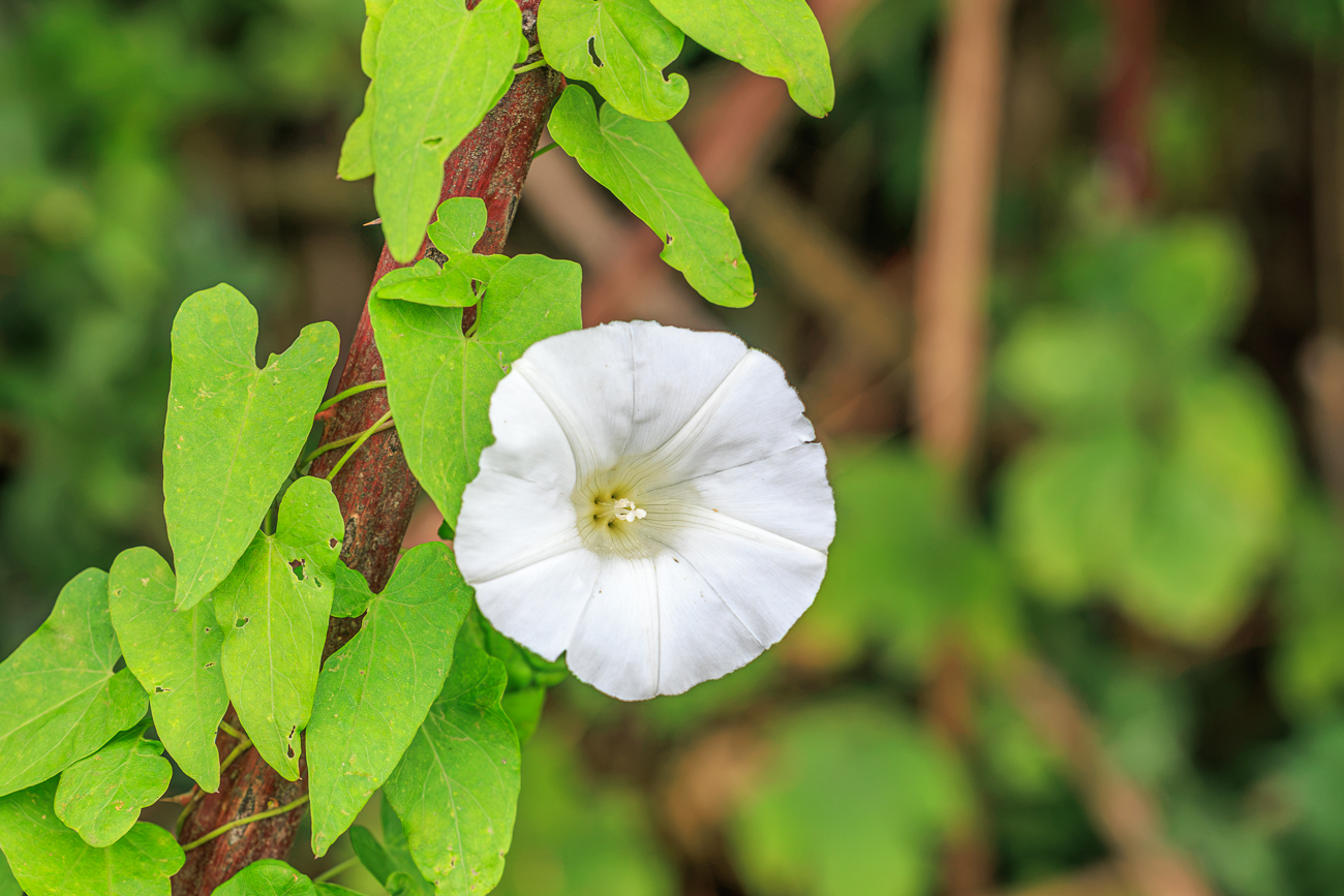 Wald Zaunwinde [Calystegia sylvatica]