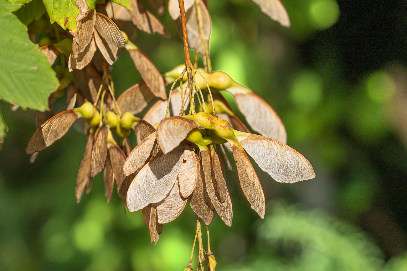 Berg Ahorn [Acer pseudoplatanus]