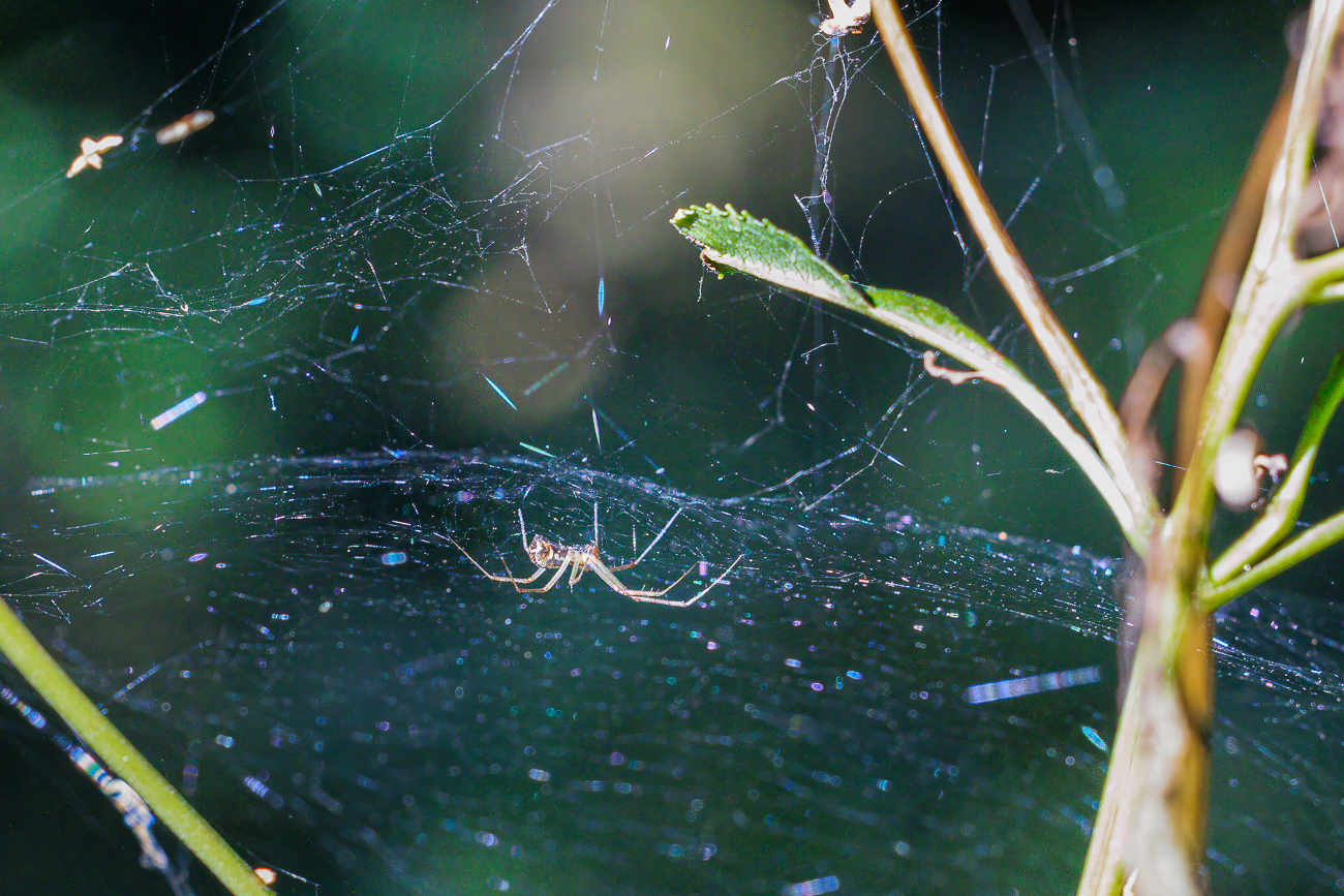Nicht bestimmte Spinne in ihrem Netz