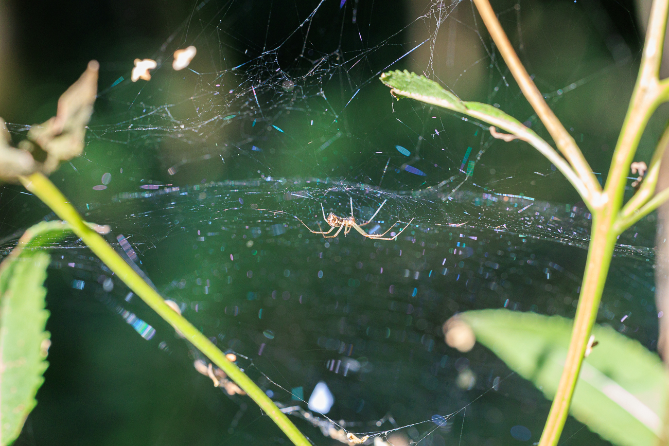 Nicht bestimmte Spinne in ihrem Netz